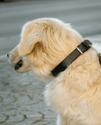 Classic Black Leather Dog Collar – Adjustable &amp; Durable