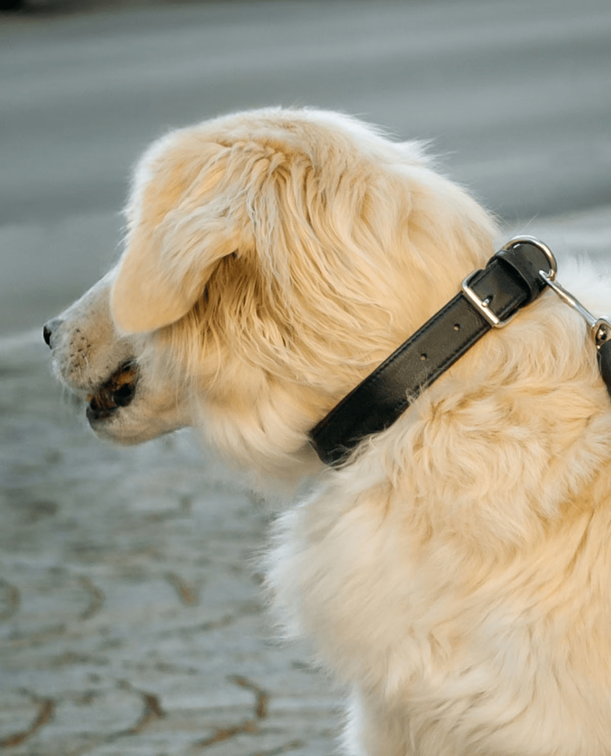 Classic Black Leather Dog Collar – Adjustable &amp; Durable