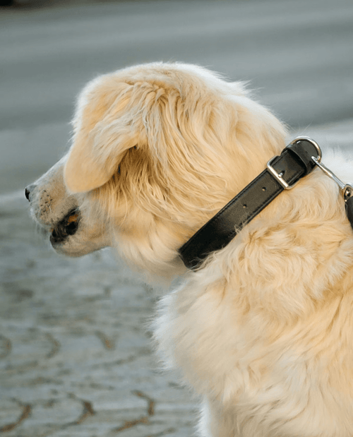 Classic Black Leather Dog Collar – Adjustable &amp; Durable